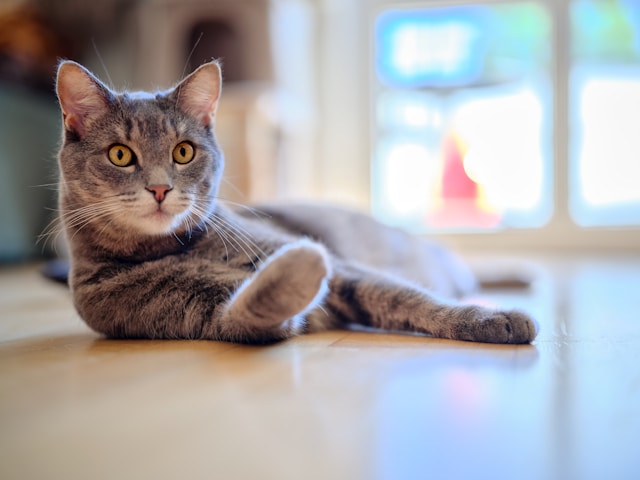 59208794 4430 41ae 805a 38ba4a31f167