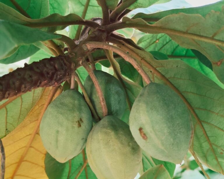 730701ca 4147 49ac 9ed2 67ed06273fee file.jpg