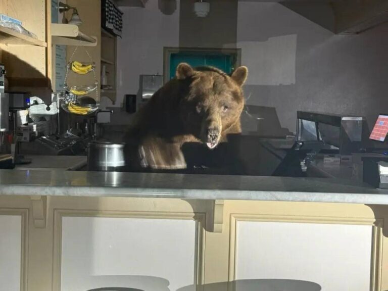 754c0b90 48c8 40d4 8a26 88df7e738f6a file.jpg