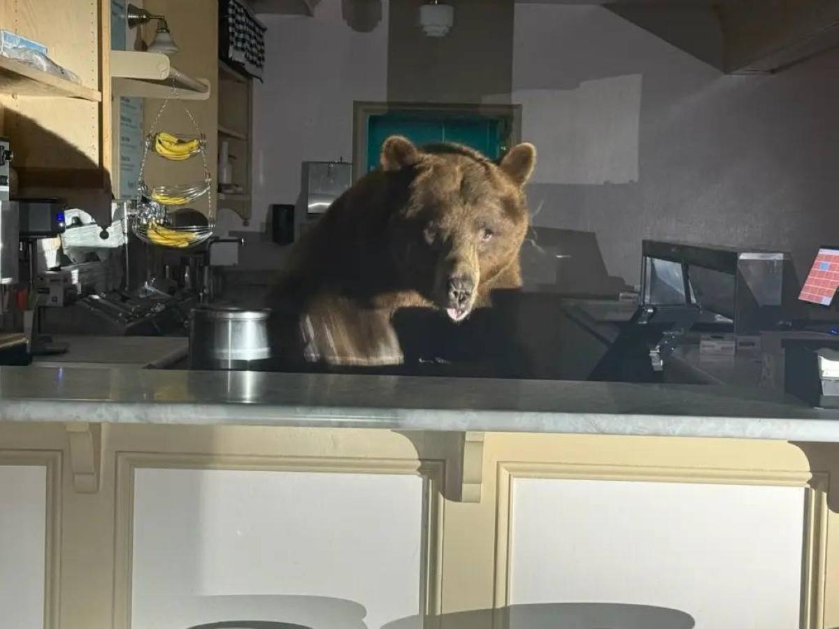 754c0b90 48c8 40d4 8a26 88df7e738f6a file.jpg