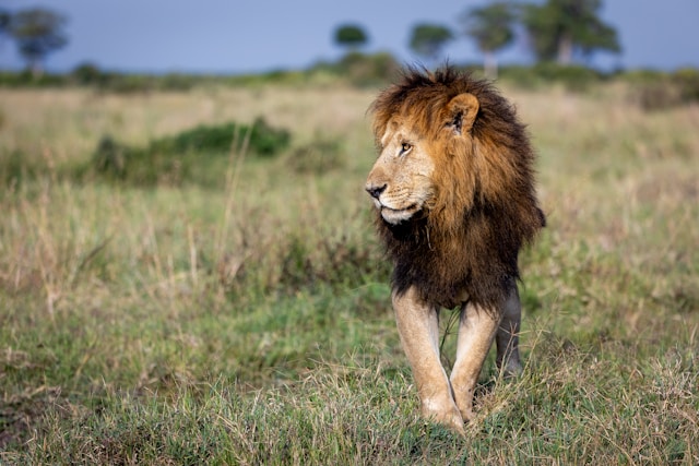 97ea0c20 8856 4603 b8db 960298f27373