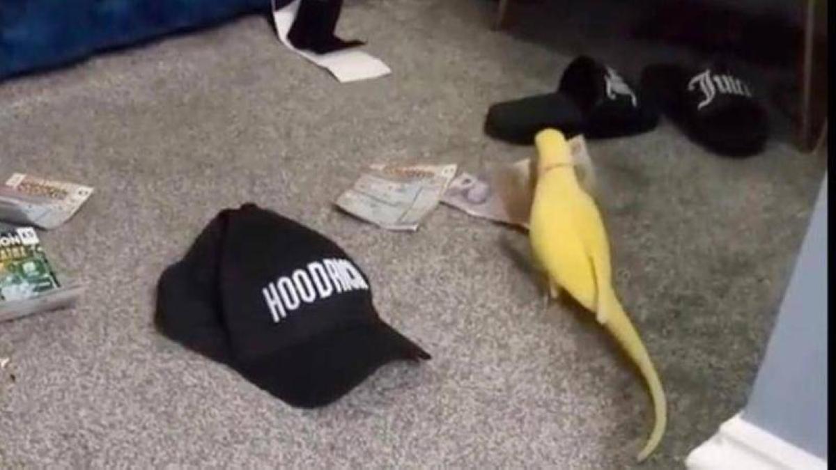 9bb20f9f 3f69 4586 9e04 77086d495ed1 file.jpg