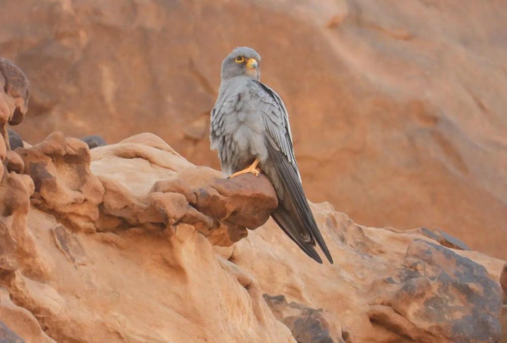 A0278b67 3f4c 48ed b22f 02d157016353 file.jpg