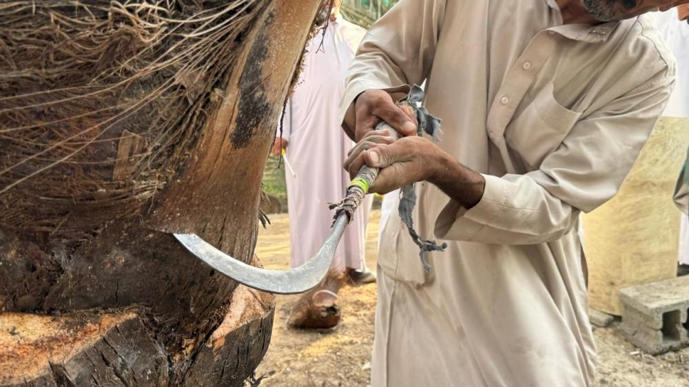 A0d246ae 66ab 4f5d b414 f490860f0ff5 file.jpg