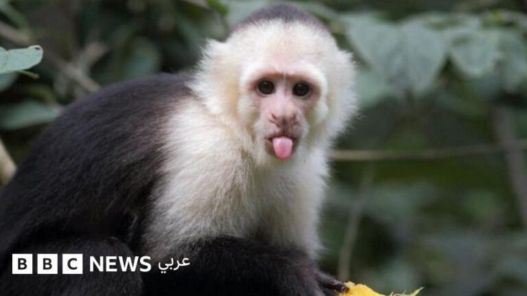 Ac63bc54 d783 4f73 bec7 9cffc8735271 file.jpg