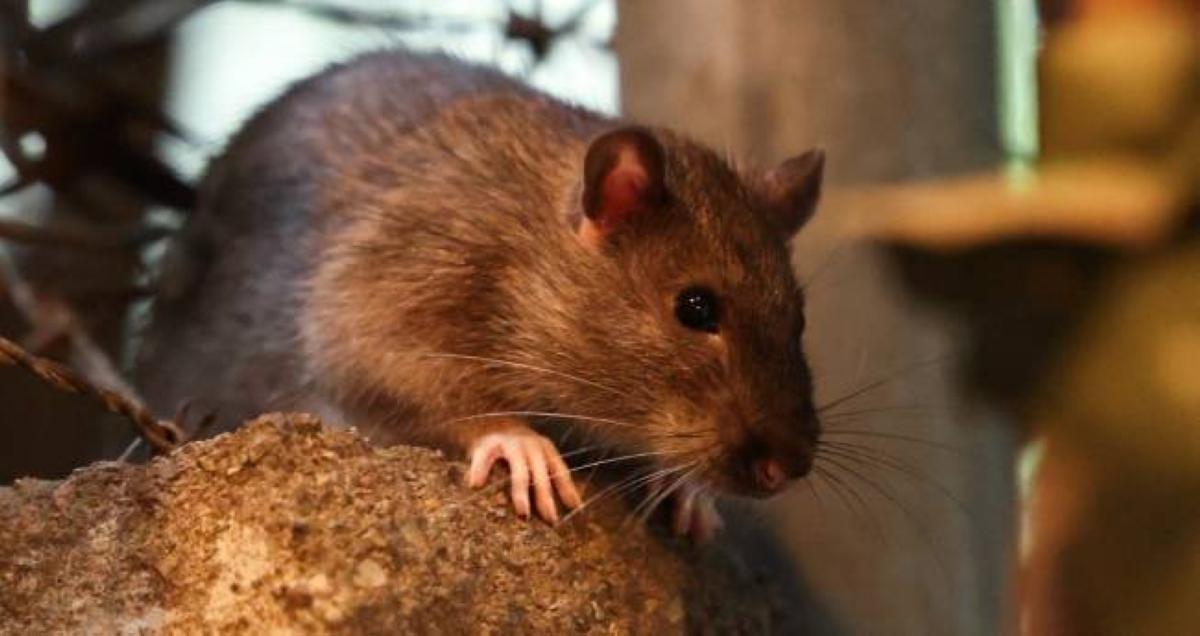 Ecf4974f 6ea8 4909 a26c 107527043533 file.jpg