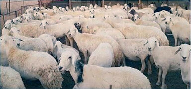 F0f6916e 2dc6 4249 b31c de43a1b98a9f file.jpg