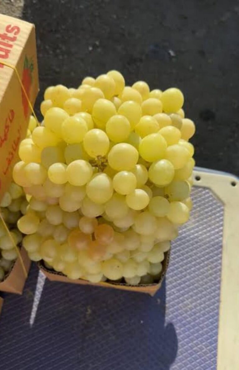 16a6c5f7 3362 478e b77a 756f16977557 file.jpg