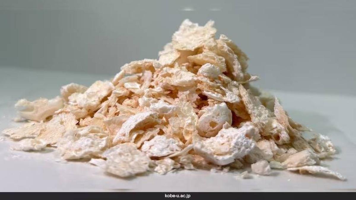 3d60abe1 ee03 4c8d bb4c 036b849c6eb4 file.jpg