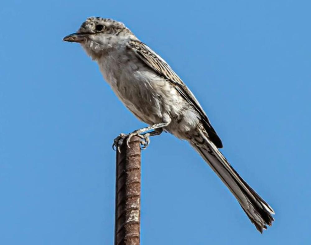 60136e4d 8709 4736 b130 bd273022c24d file.jpg