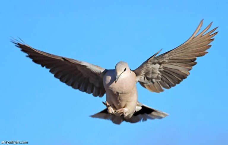 75695cab 4569 487c 9fb6 a029417b0f91 file.jpg