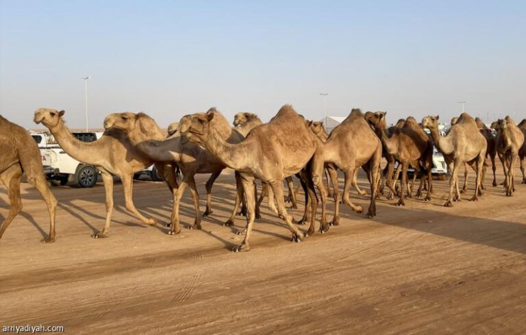 7afa8304 529c 4614 bb98 2c9b43e191c3 file.jpg