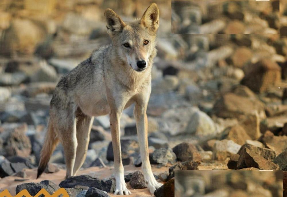 7d11ffbf 87bd 41b9 8817 08bbac0ac39b file.jpg