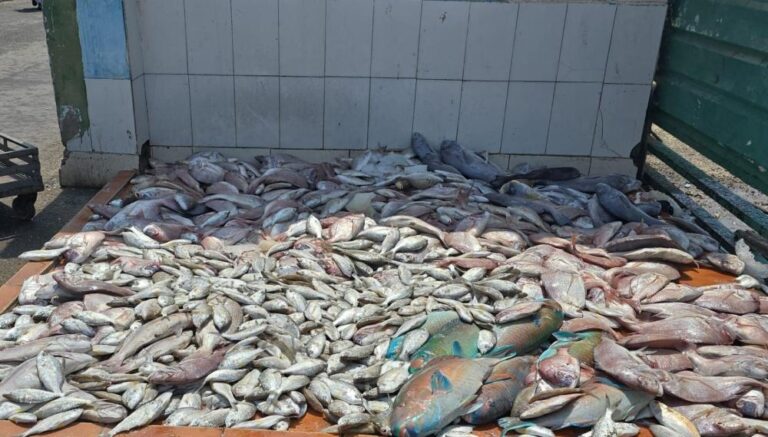 A0826f99 041a 41fc b2d8 80b839a852b5 file.jpg