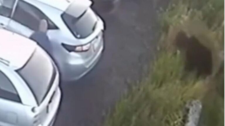 C9d2281e 57bd 44d1 9f04 cb8c82bb7cdc file.jpg