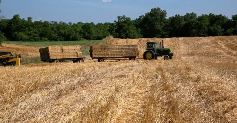 Eca9970d cca9 4da5 bae7 bd6d5bee3f6a file.jpg