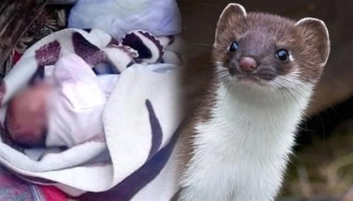 05c32c62 e092 427d b46b df6d4caeb9f5 file.jpg