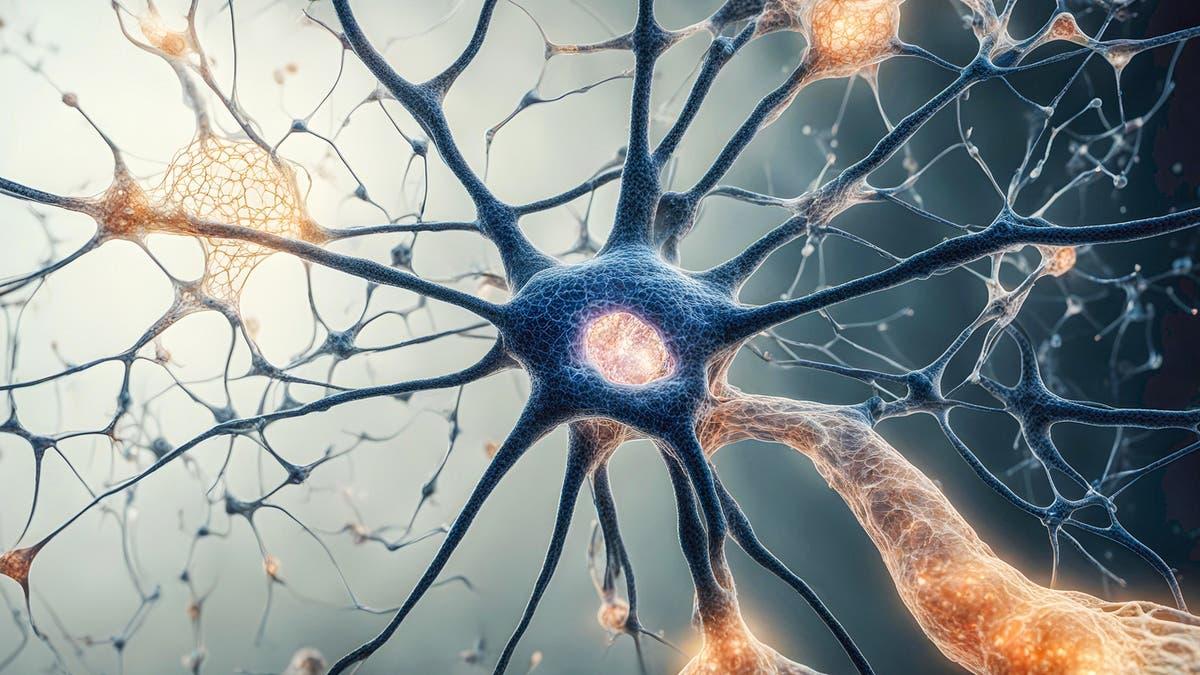 29c56476 dda7 4c64 a467 9b67d694a547 file.jpg