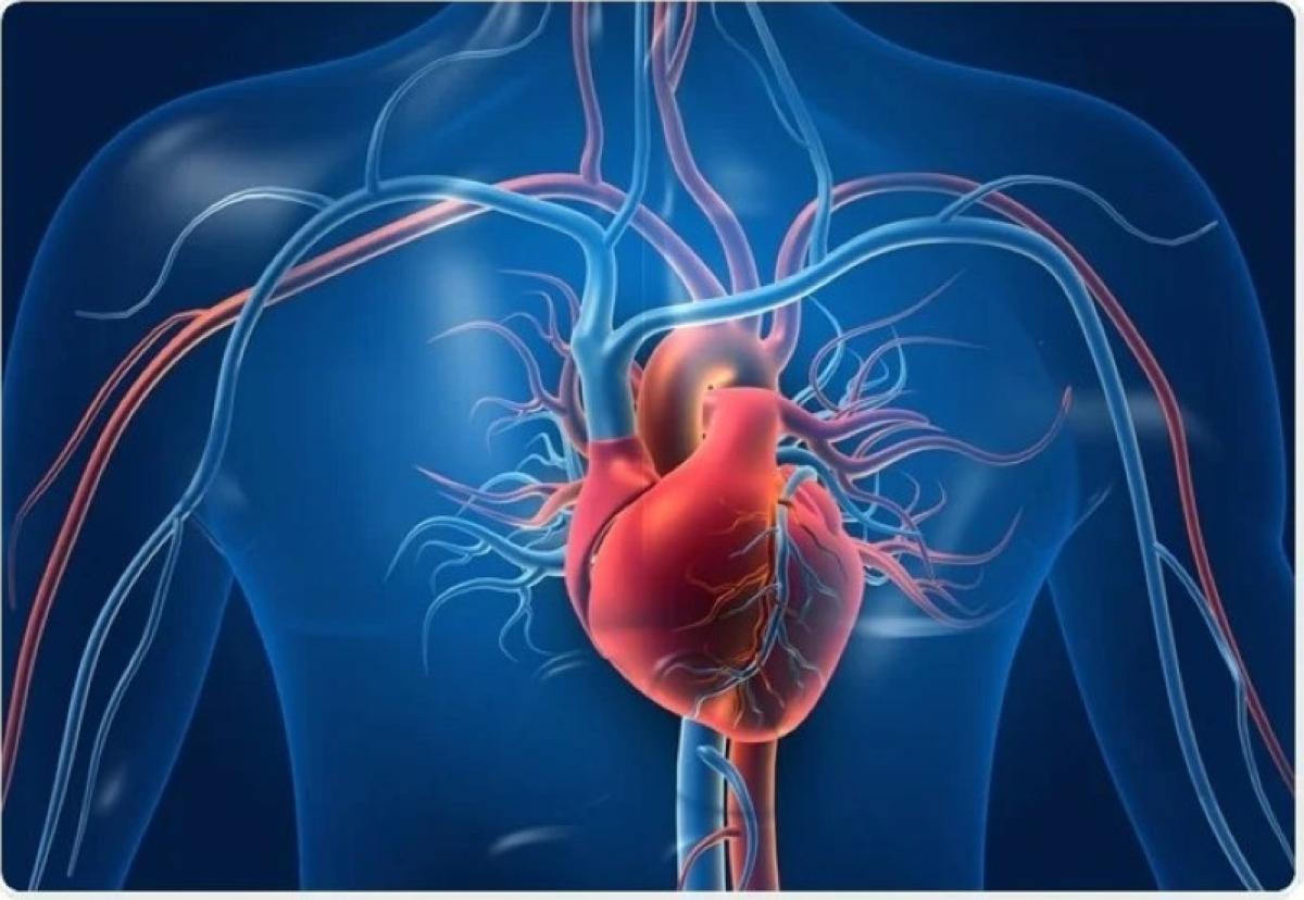 من القلب إلى الرحم.. دراسات تكشف الرابط بين الصحة القلبية والإنجاب