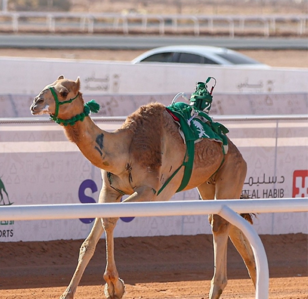 كأس الاتحاد السعودي للهجن.. نتائج الأشواط الثلاثة الأولى في كأس جذاع بكار