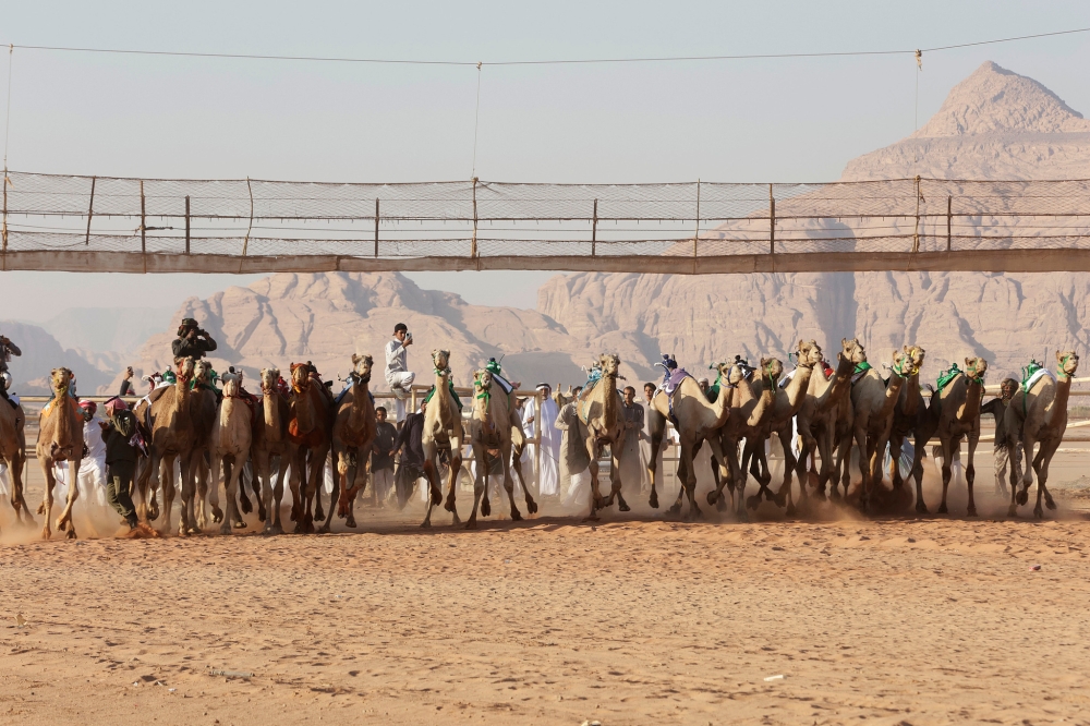 إعلان البرنامج الزمني لكأس الأولمبية السعودية للهجن في رماح