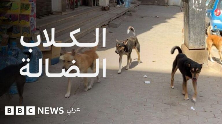 8515e020 8c1c 40e9 87ca 0dc4bcc6c8d4 file.jpg