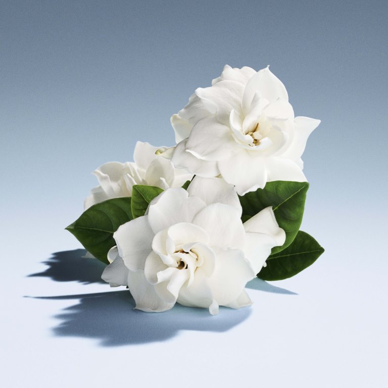 علامة ميو ميو تسدل الستار على ميوتين عطر جديد ينبض بالتمرّد