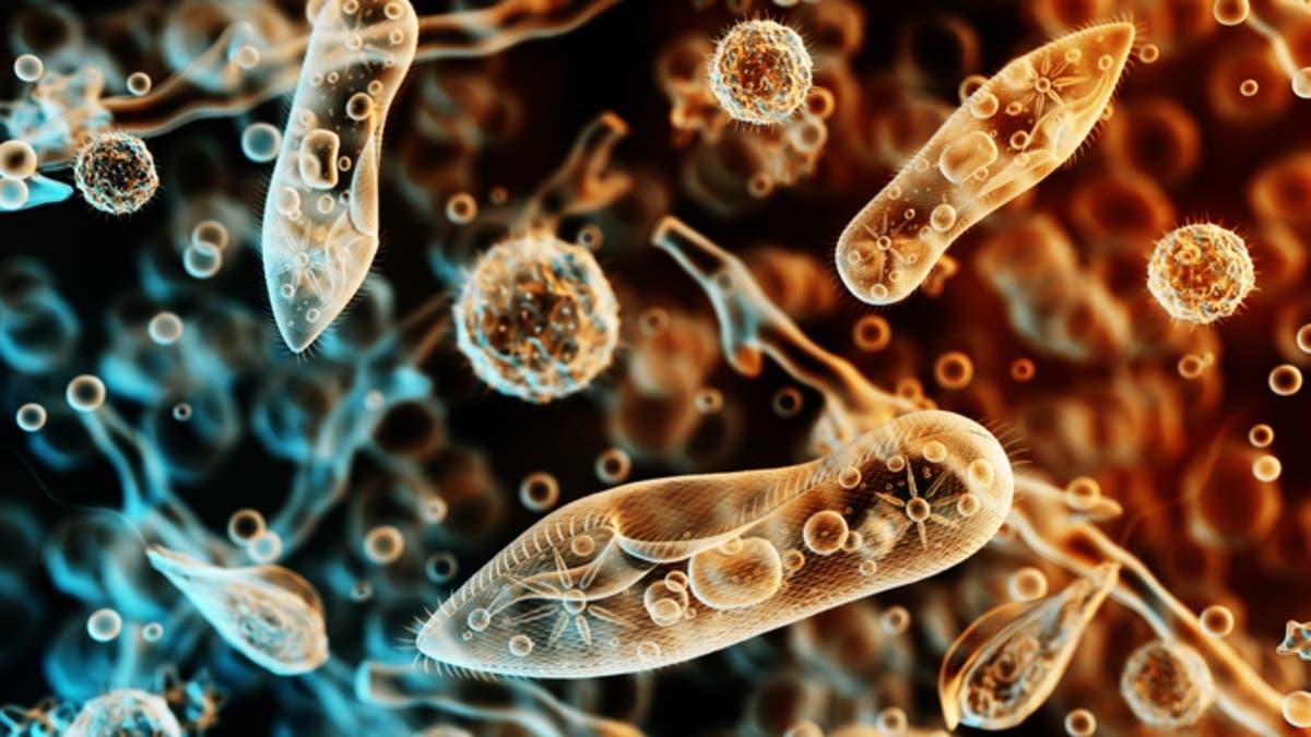 8dc3e2e6 c296 4665 bd4c eb9dca80d8eb file.jpg