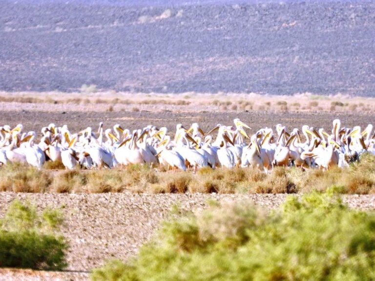 8ffe7050 4440 44e0 ae61 facb1e8470ba file.jpg