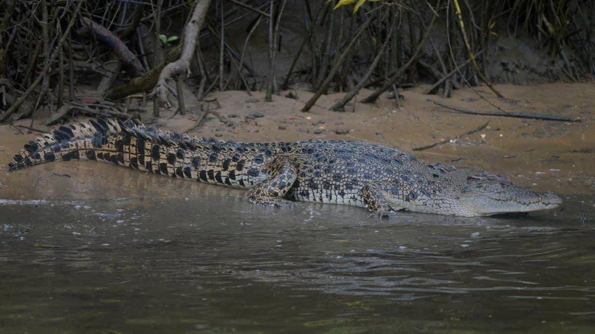 97f7d28b d90b 4317 8547 3846fdf5b4ab file.jpg