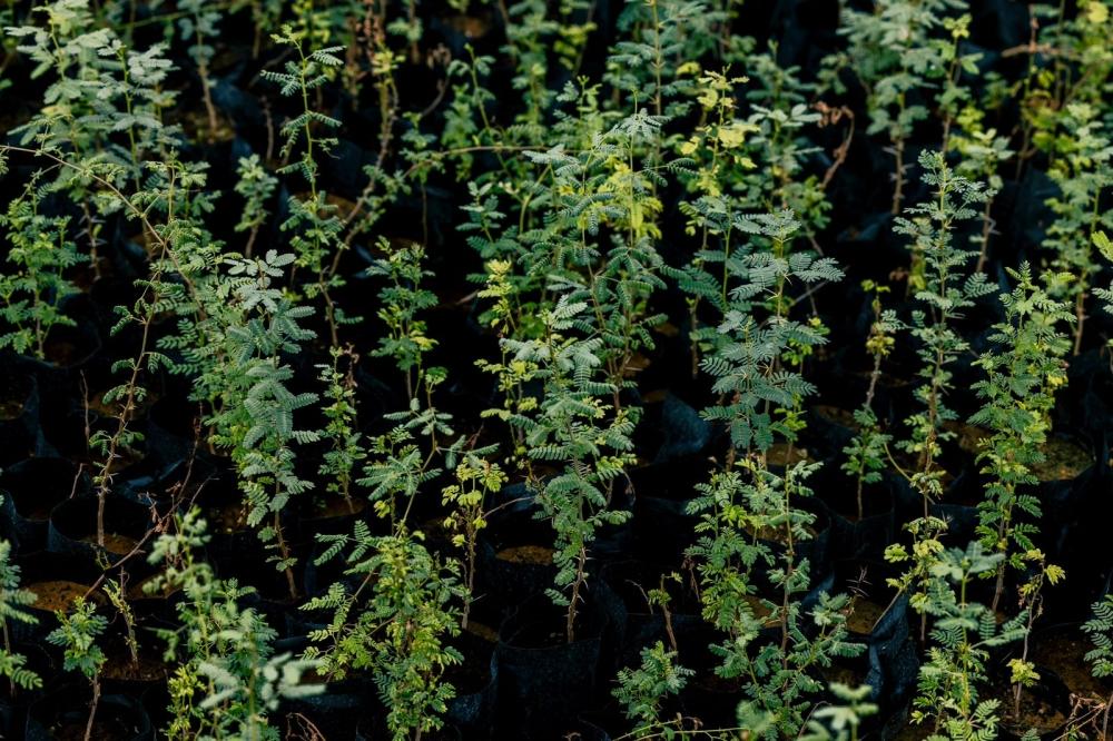 9d5e0c1b 64c8 4165 81e9 25e17a746bee file.jpg