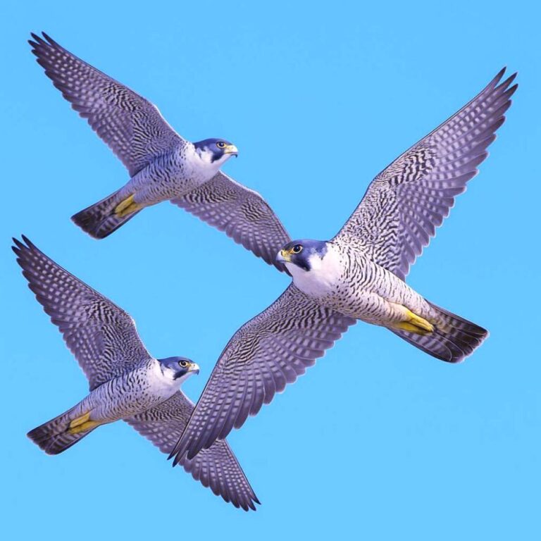 Acc18c39 c003 4b90 86c3 5e72a2d6e354 file.jpg