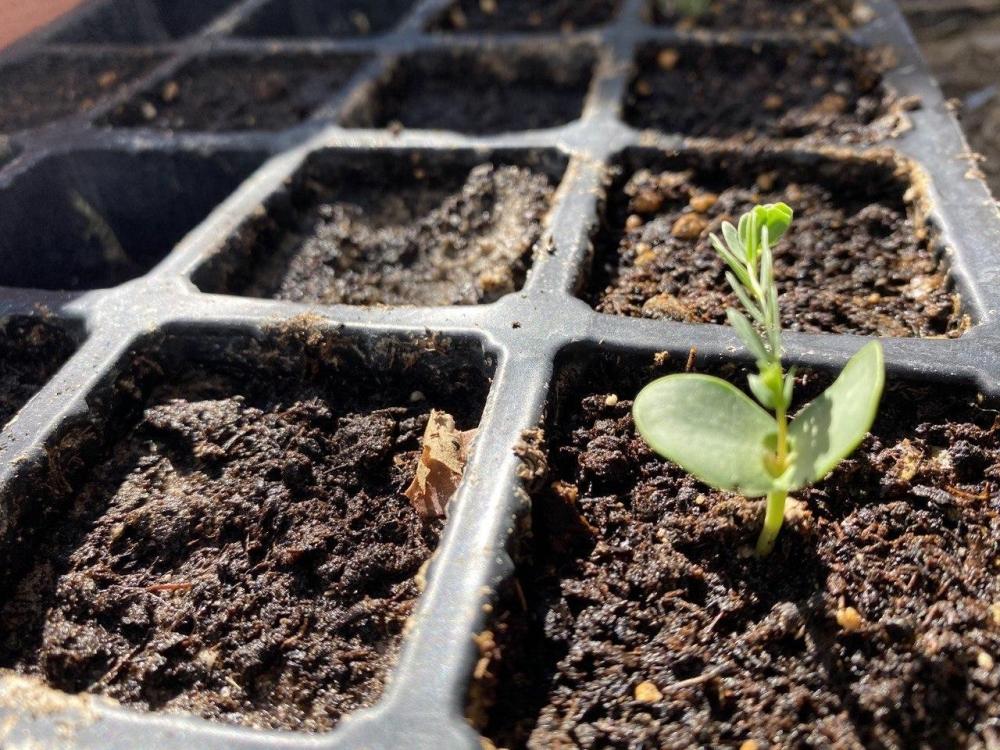 Baddf355 1bc5 4626 9c1e bf1f98dc9deb file.jpg