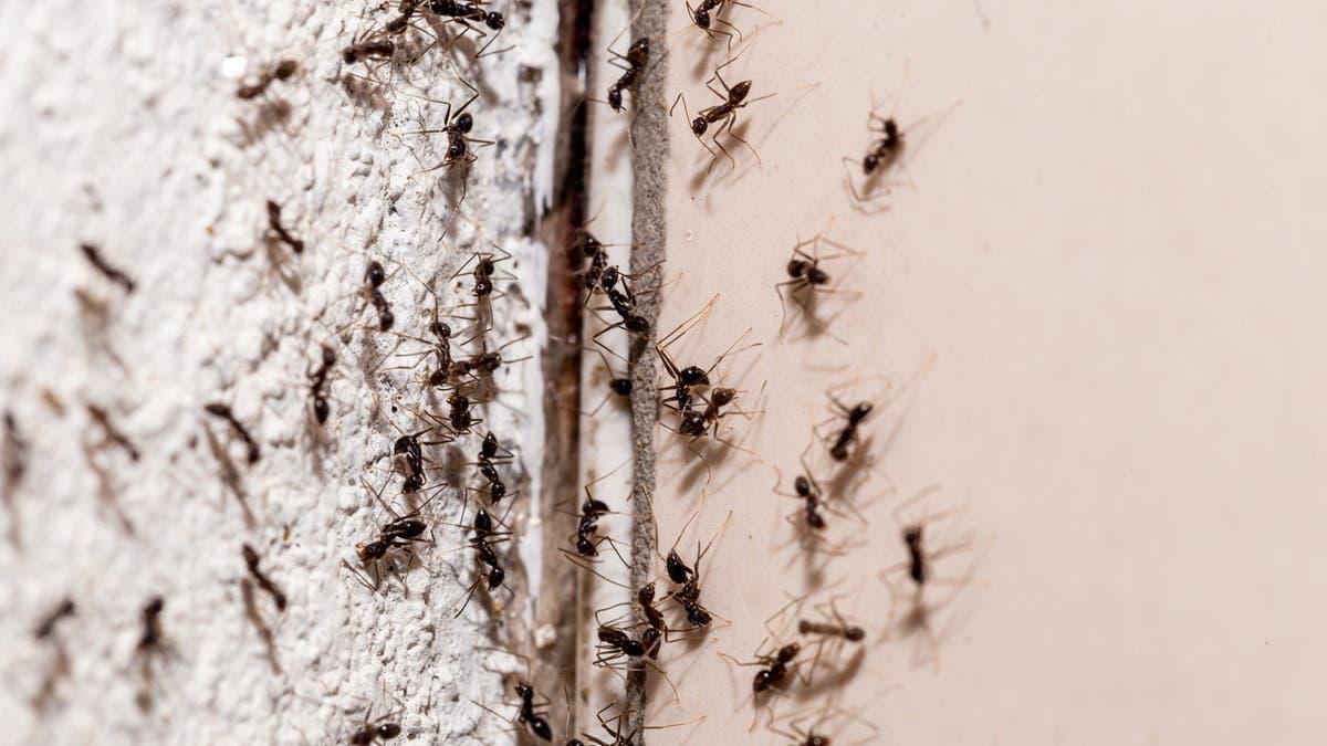 C36bdaa9 8260 4f85 9545 cb80c9757d36 file.jpg