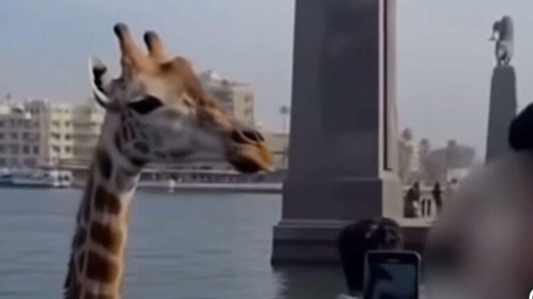 Dfecbb86 aed8 428c ac4f 7b774474ebd5 file.jpg