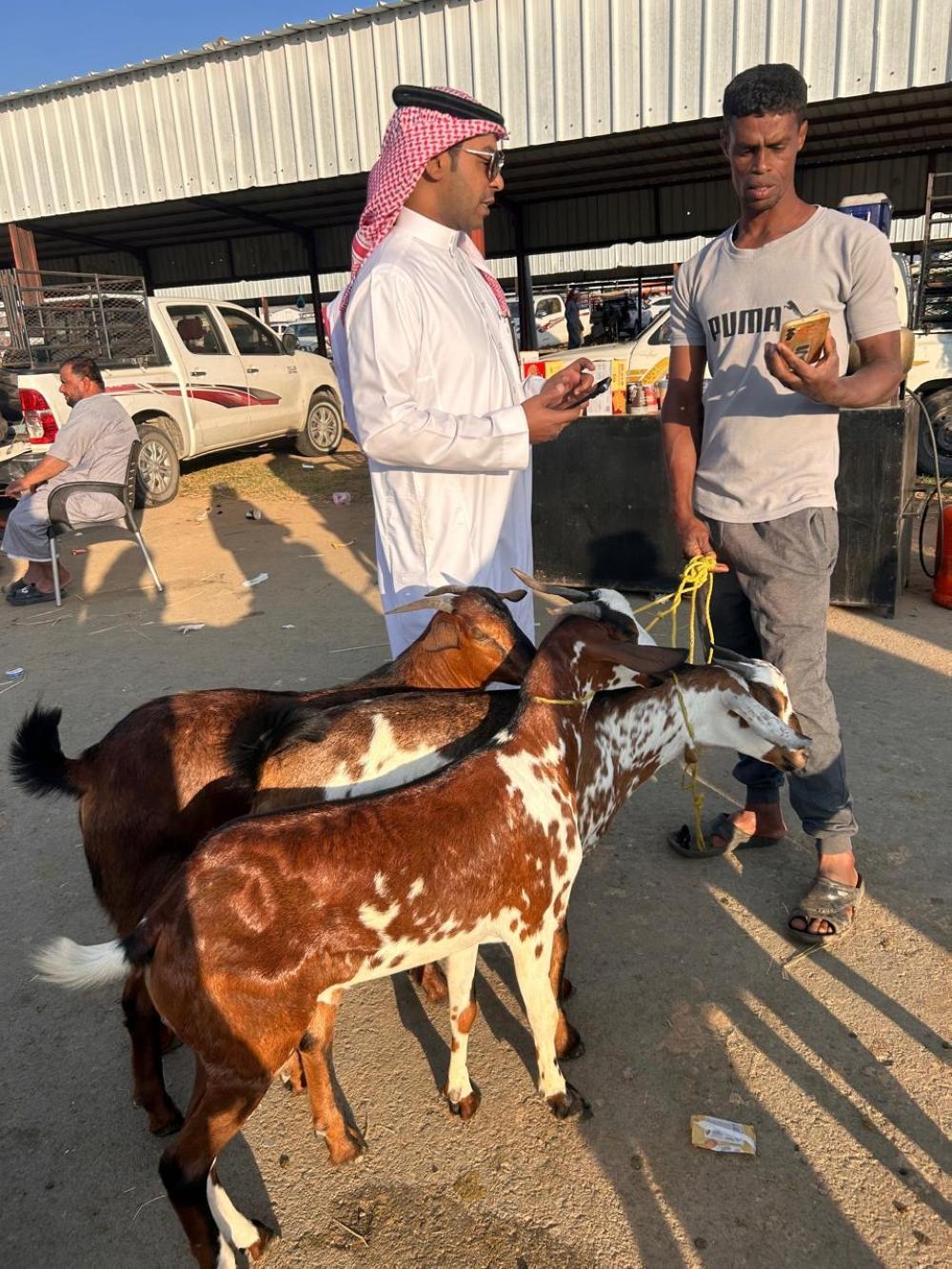 رقابة ميدانية وتوعية للمربين.. ”بيئة العرضيات“ تضبط أسواق المواشي والأعلاف