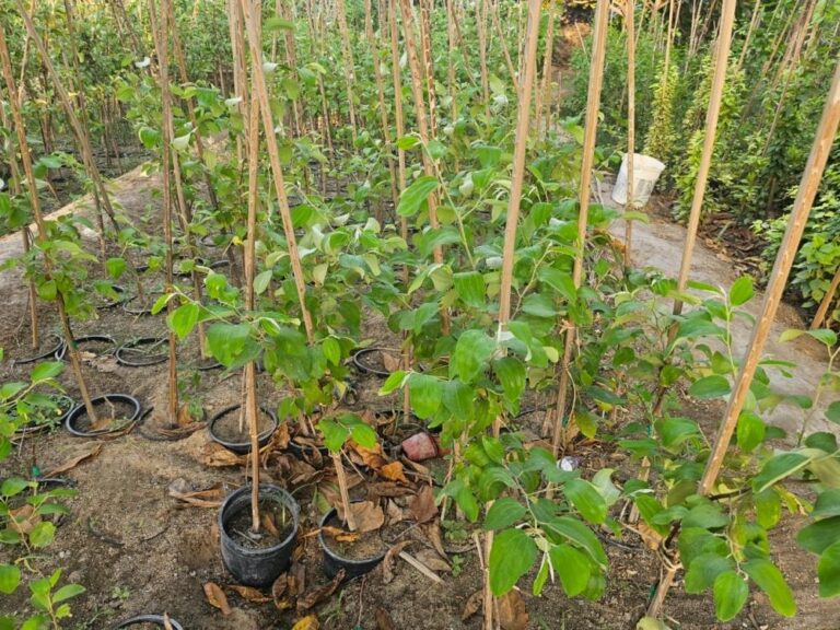 0649d753 ec07 47e5 8688 1e258301ec0d file.jpg