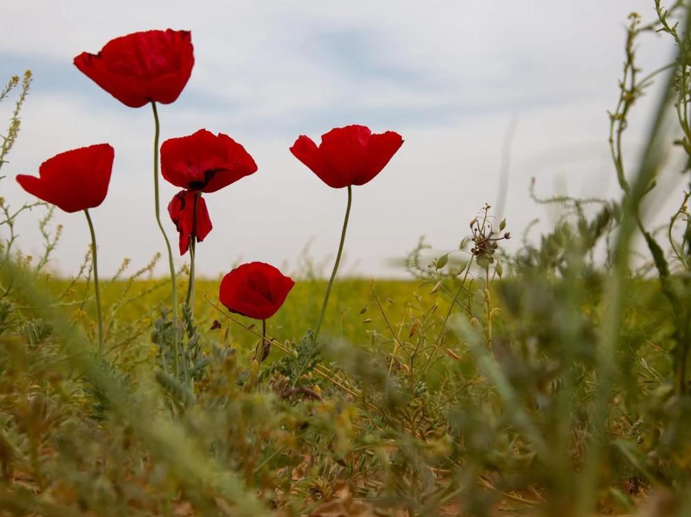 1976b3d2 f971 4f21 bab6 4f6c5a994af7 file.jpg