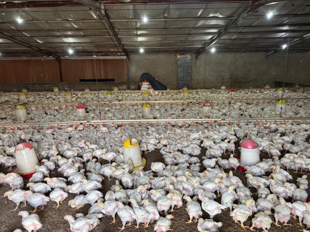 ضبط مشروعي دواجن غير نظاميين في مزارع غران بخليص