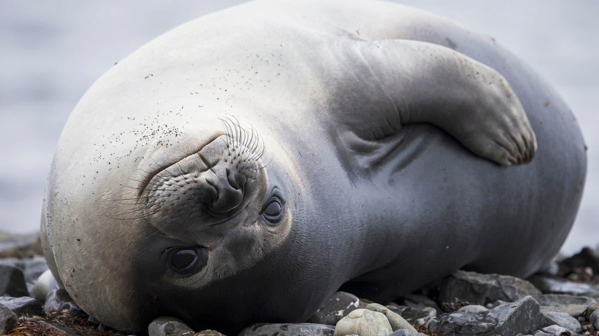 إنفلونزا الطيور تفتك بآلاف أفيال البحر.. دراسة علمية تكشف