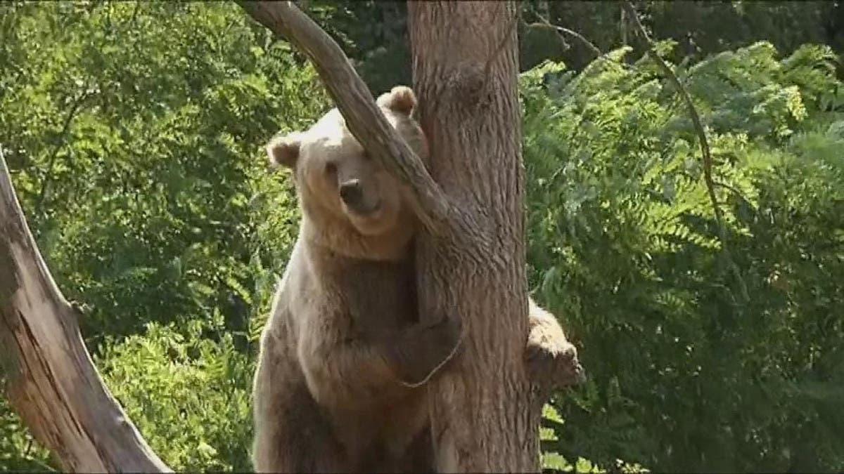 اليابان تسمح للشرطة باستخدام الأسلحة النارية لمواجهة انتشار الدببة