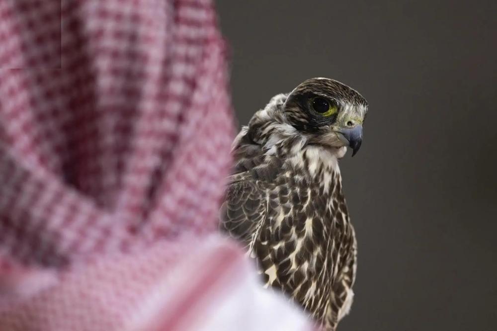 الليلة 24.. بيع صقرين بـ 156 ألف ريال في مزاد نادي الصقور