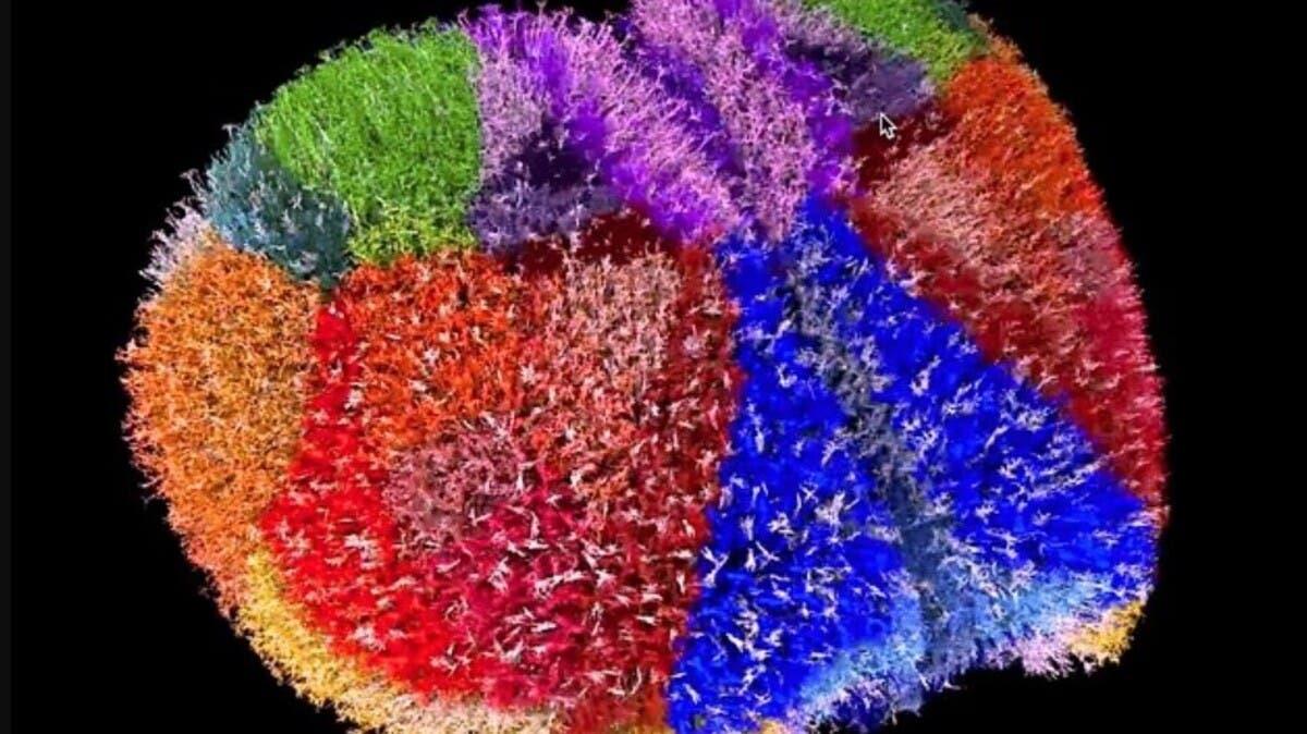 الدماغ كما لم نره من قبل.. نموذج جديد يفك ألغاز العقل