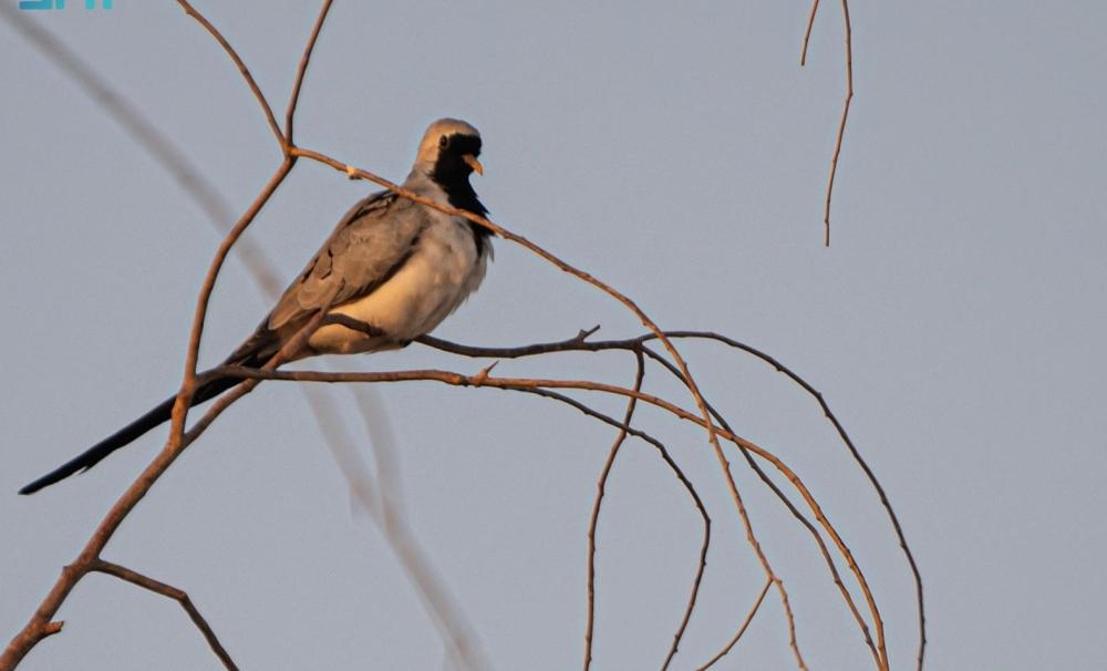 84af1f42 8e84 4c0d b38b 7761e1a52cc3 file.jpg