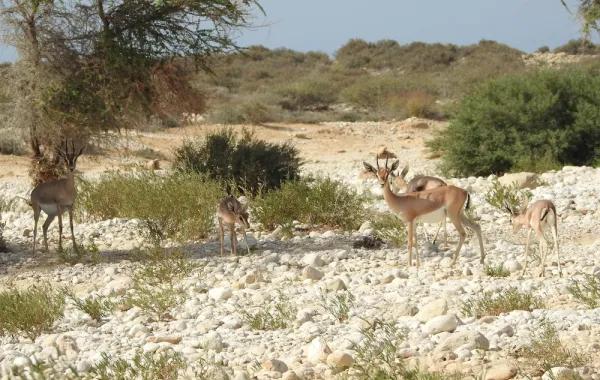 9a985a42 ecfa 4400 b353 0566fc9c7bc2 file.jpg