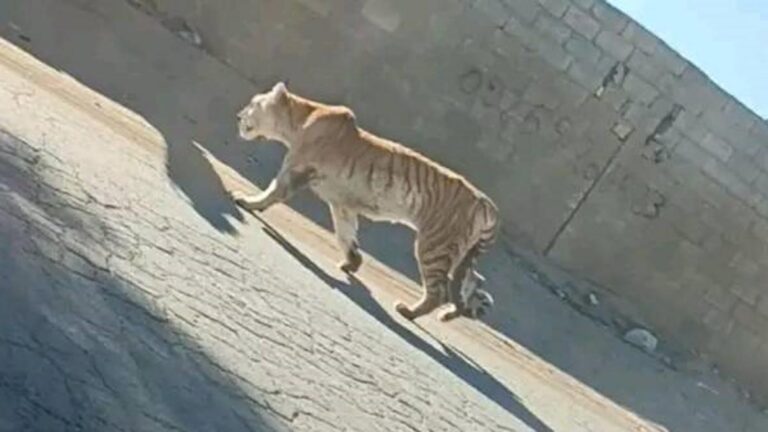 9f94e4f1 be8f 4e98 8cd1 32703a209125 file.jpg