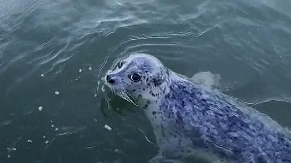 فيديو لحيتان يتعاونون على “هز” مركب.. لإسقاط فقمة هربت منهم