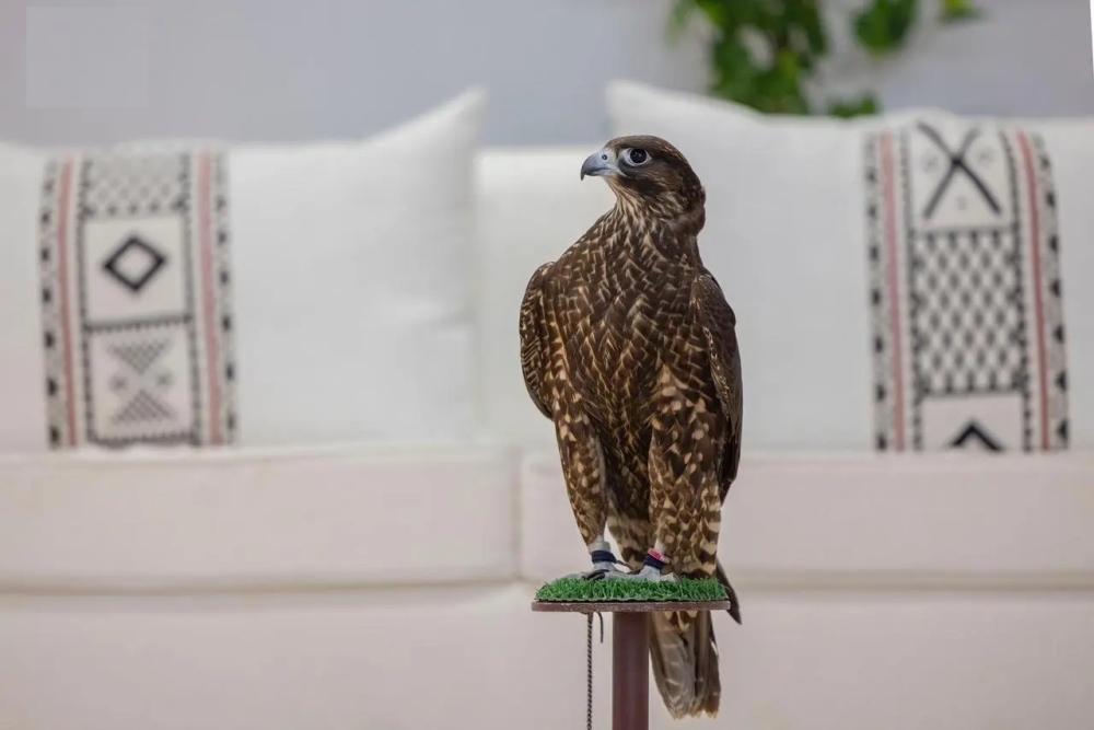 43dc7729 5210 4072 999d c0684de549f5 file.jpg