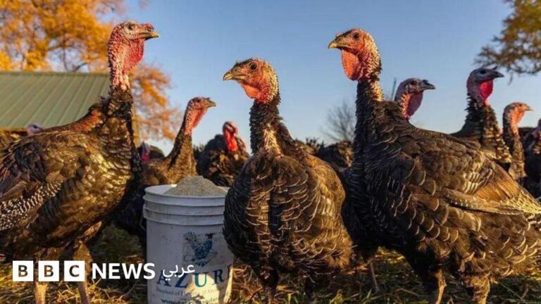 6097f23d 0586 4f07 8046 00728c63dbc5 file.jpg