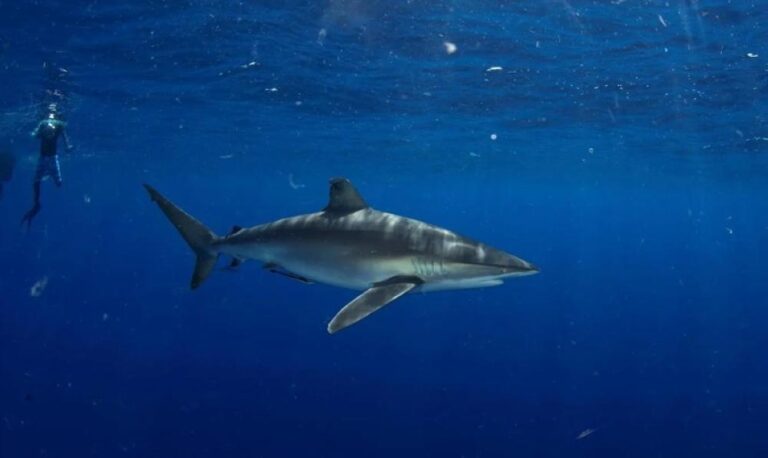 A4f6d444 70a5 499a 9b1d c55477d493ea file.jpg